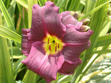 Toon details van Grape Velvet Afbeeldingen van Grape Velvet