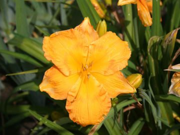 Toon details van Jerome Afbeeldingen van Jerome