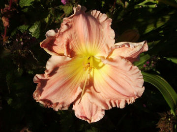 Toon details van Jolyene Nichole Afbeeldingen van Jolyene Nichole