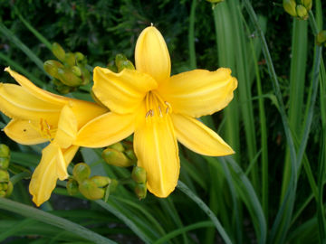 Toon details van Judge Orr Afbeeldingen van Judge Orr