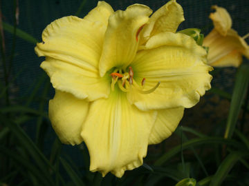 Toon details van Lemon Lyric Afbeeldingen van Lemon Lyric