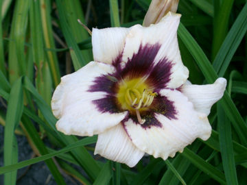 Toon details van Moonlit Masquerade Afbeeldingen van Moonlit Masquerade