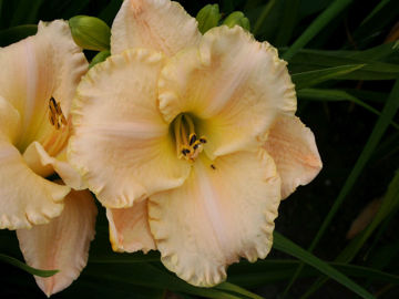 Toon details van Jim Mc Kinney Afbeeldingen van Jim Mc Kinney