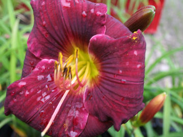 Toon details van All American Plum Afbeeldingen van All American Plum