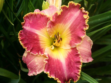 Toon details van Ida's Magic Afbeeldingen van Ida's Magic