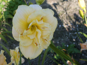 Toon details van Forsyth Cream Puff Afbeeldingen van Forsyth Cream Puff