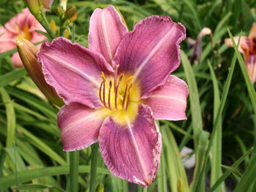 Picture of Prairie Blue Eyes