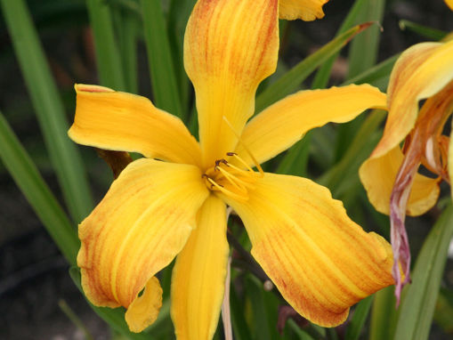 Picture of Spindazzle
