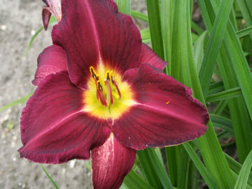 Toon details van Violet Hour Afbeeldingen van Violet Hour