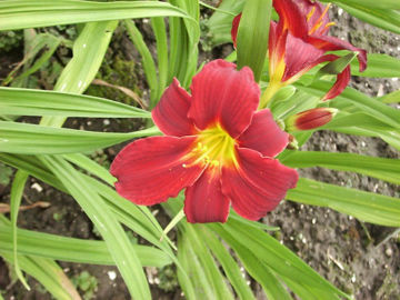 Toon details van Tang Afbeeldingen van Tang