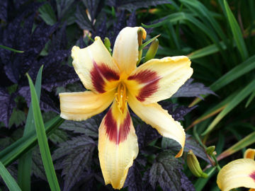 Toon details van Intermediar Afbeeldingen van Intermediar