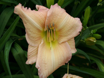 Toon details van My Belle Afbeeldingen van My Belle