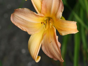 Toon details van Nob Hill Afbeeldingen van Nob Hill