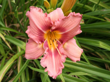 Toon details van Orchid Beauty Afbeeldingen van Orchid Beauty