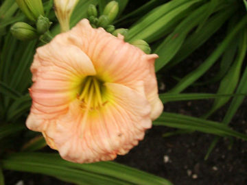 Toon details van Pink Puff Afbeeldingen van Pink Puff