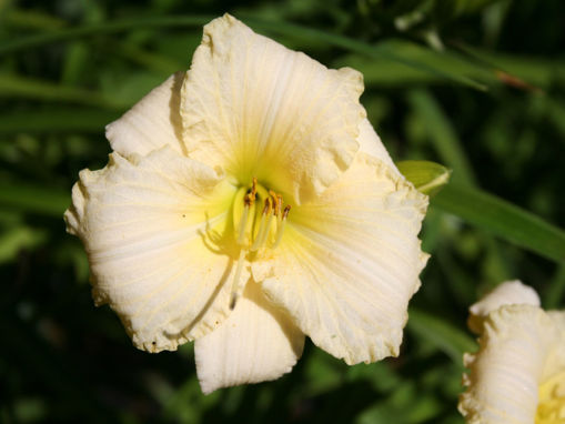 Afbeeldingen van White Lemonade