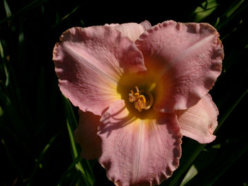 Toon details van Vera Biaglow Afbeeldingen van Vera Biaglow