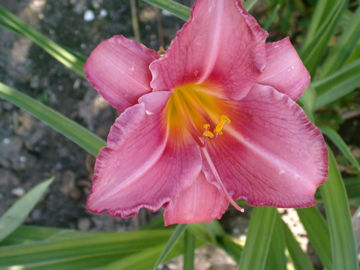 Toon details van Thai Ballet Afbeeldingen van Thai Ballet