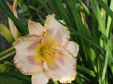 Toon details van Imperial Edge Afbeeldingen van Imperial Edge