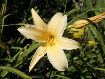 Toon details van Frances Fay Afbeeldingen van Frances Fay