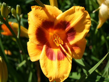 Toon details van Black Eyed Susan Afbeeldingen van Black Eyed Susan