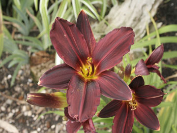 Toon details van Black Emanuella Afbeeldingen van Black Emanuella