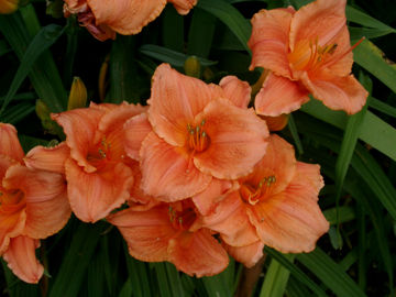 Toon details van Buddhist Flame Afbeeldingen van Buddhist Flame