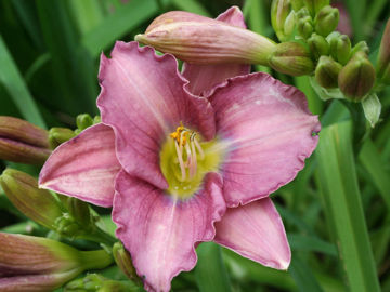 Toon details van Ocean Ice Afbeeldingen van Ocean Ice