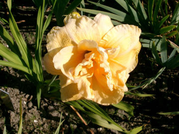 Toon details van Ivory Cloud Afbeeldingen van Ivory Cloud