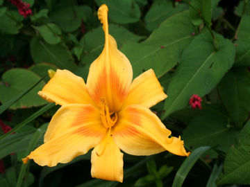 Toon details van Nashville Afbeeldingen van Nashville