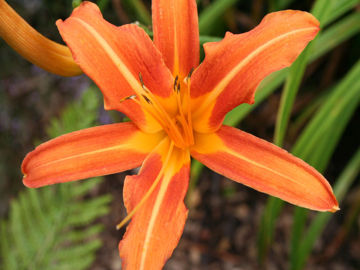 Toon details van Mrs John J.Tigert Afbeeldingen van Mrs John J.Tigert