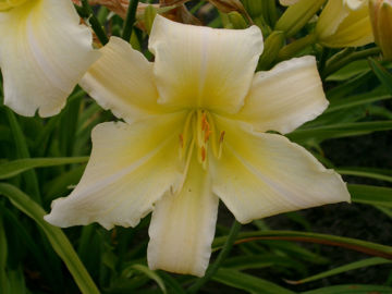 Toon details van Greenland Afbeeldingen van Greenland