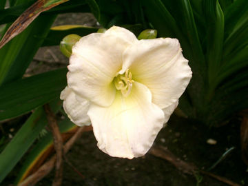 Toon details van Iditarod Afbeeldingen van Iditarod