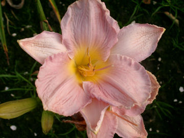 Toon details van Ida Wimberly Munson Afbeeldingen van Ida Wimberly Munson