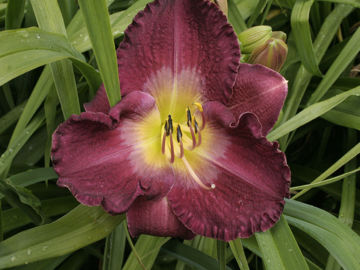 Toon details van Jackie's Choice Afbeeldingen van Jackie's Choice