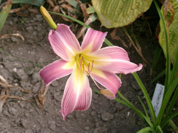 Toon details van Orcid Corsage Afbeeldingen van Orcid Corsage