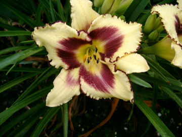 Toon details van Panda Bear Afbeeldingen van Panda Bear