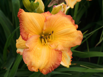 Toon details van Saffron Glow Afbeeldingen van Saffron Glow