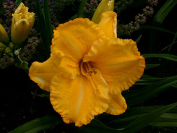 Toon details van Victorian Collar Afbeeldingen van Victorian Collar