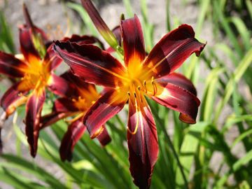 Toon details van Black Plush Afbeeldingen van Black Plush