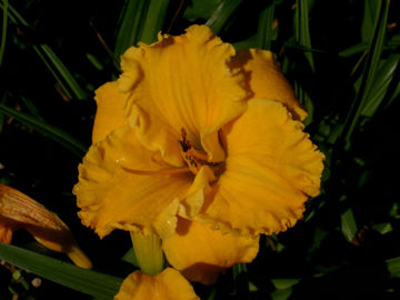 Toon details van Bill Norris Afbeeldingen van Bill Norris