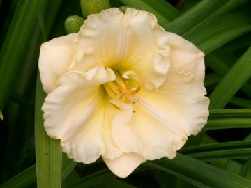 Toon details van Brookwood Pink Pastel Afbeeldingen van Brookwood Pink Pastel