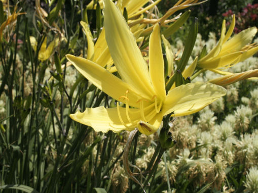 Afbeeldingen van Citrina (Baronie)