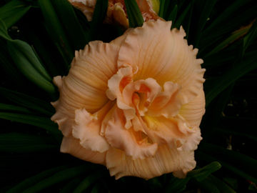 Toon details van In Excess Afbeeldingen van In Excess