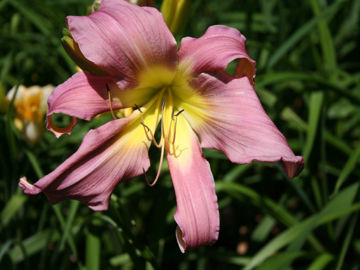 Toon details van Lilting Lavender Afbeeldingen van Lilting Lavender