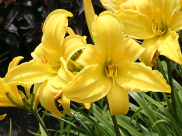 Toon details van Northbrookstar Afbeeldingen van Northbrookstar