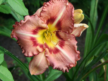 Toon details van Only  Believe Afbeeldingen van Only  Believe