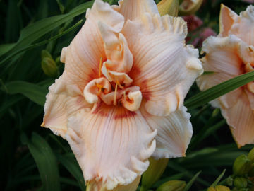 Toon details van Old San Juan Afbeeldingen van Old San Juan