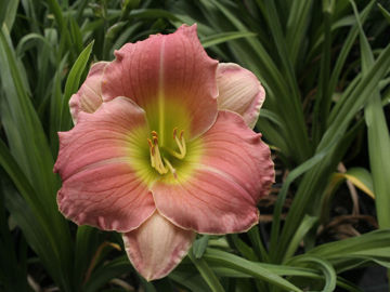 Toon details van Rose Emily Afbeeldingen van Rose Emily