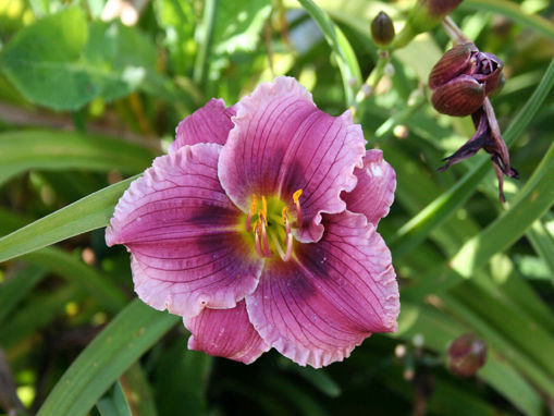 Afbeeldingen van Siloam Blushing Bride